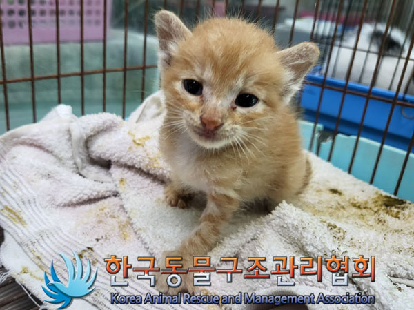 한국동물구조관리협회_411312202300503